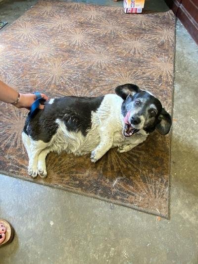 Irene, an adoptable Basset Hound & Beagle Mix in Harrisburg, PA_image-3