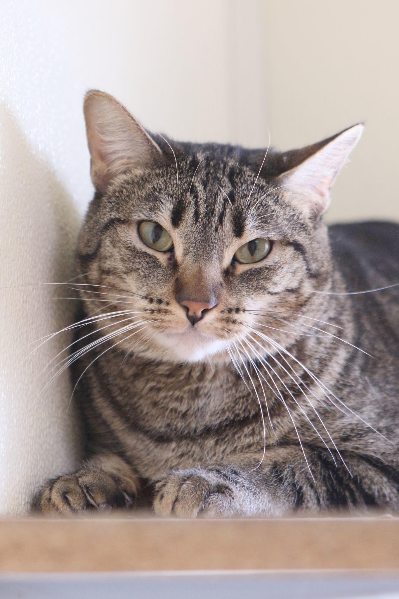 Superman, an adoptable Tiger in Austin, MN, 55912 | Photo Image 1