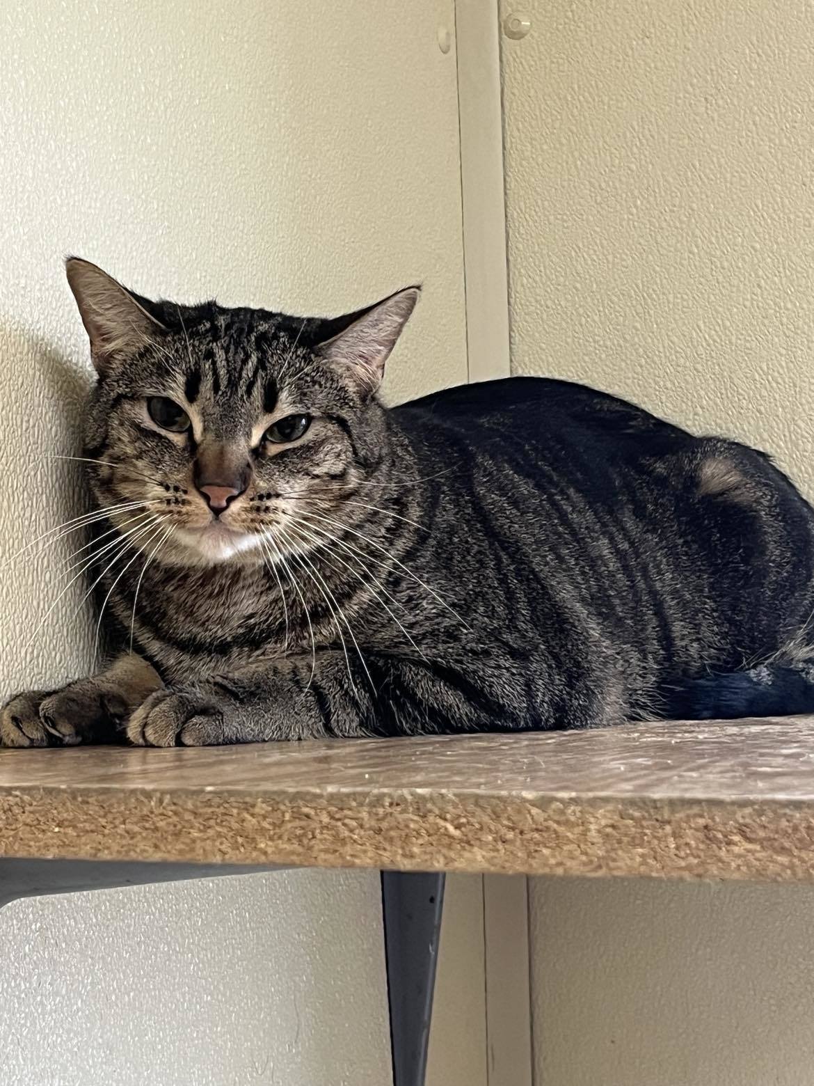 Superman, an adoptable Tiger in Austin, MN, 55912 | Photo Image 3