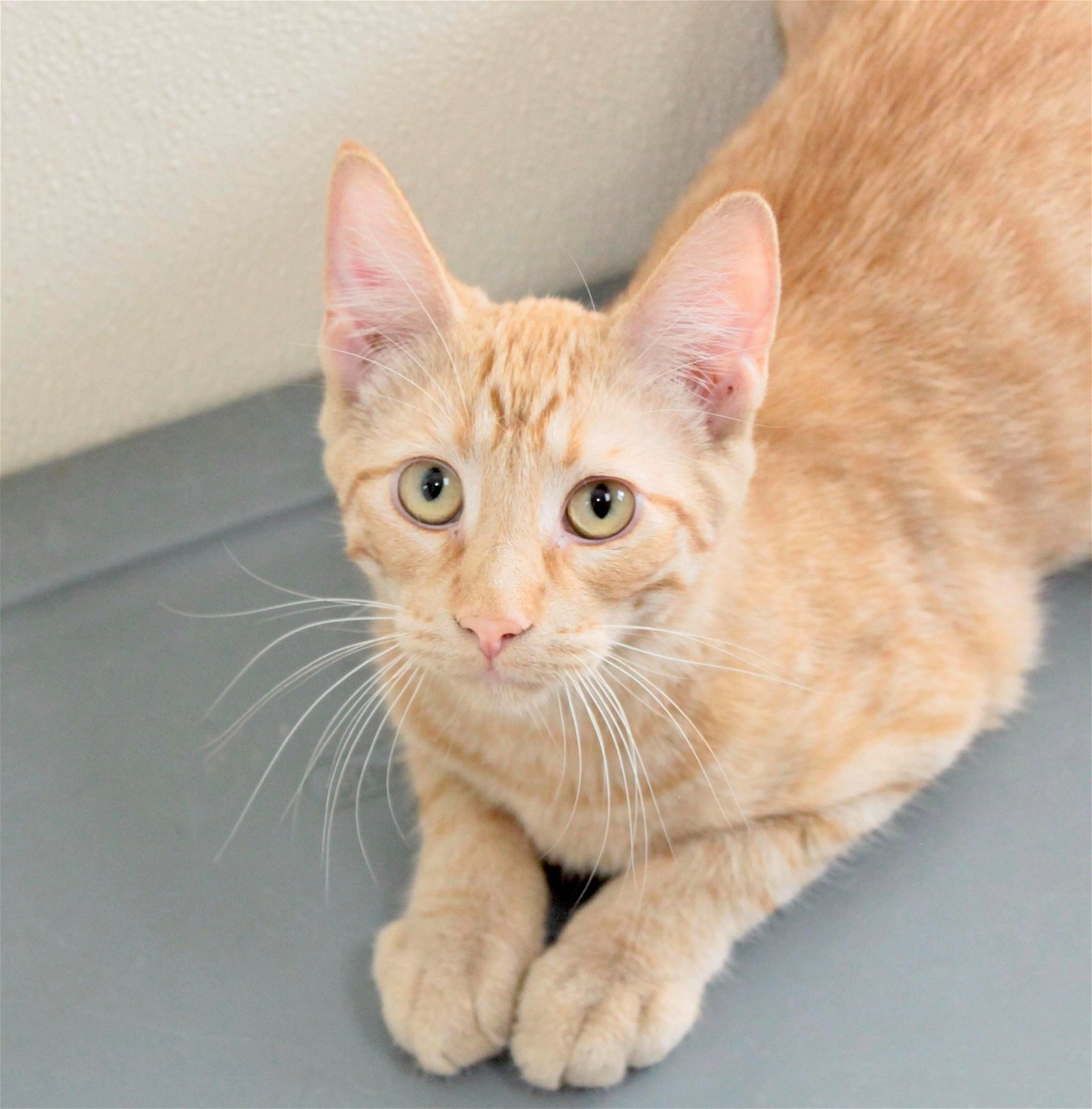 Aries, an adoptable Tiger, Domestic Short Hair in Austin, MN, 55912 | Photo Image 1