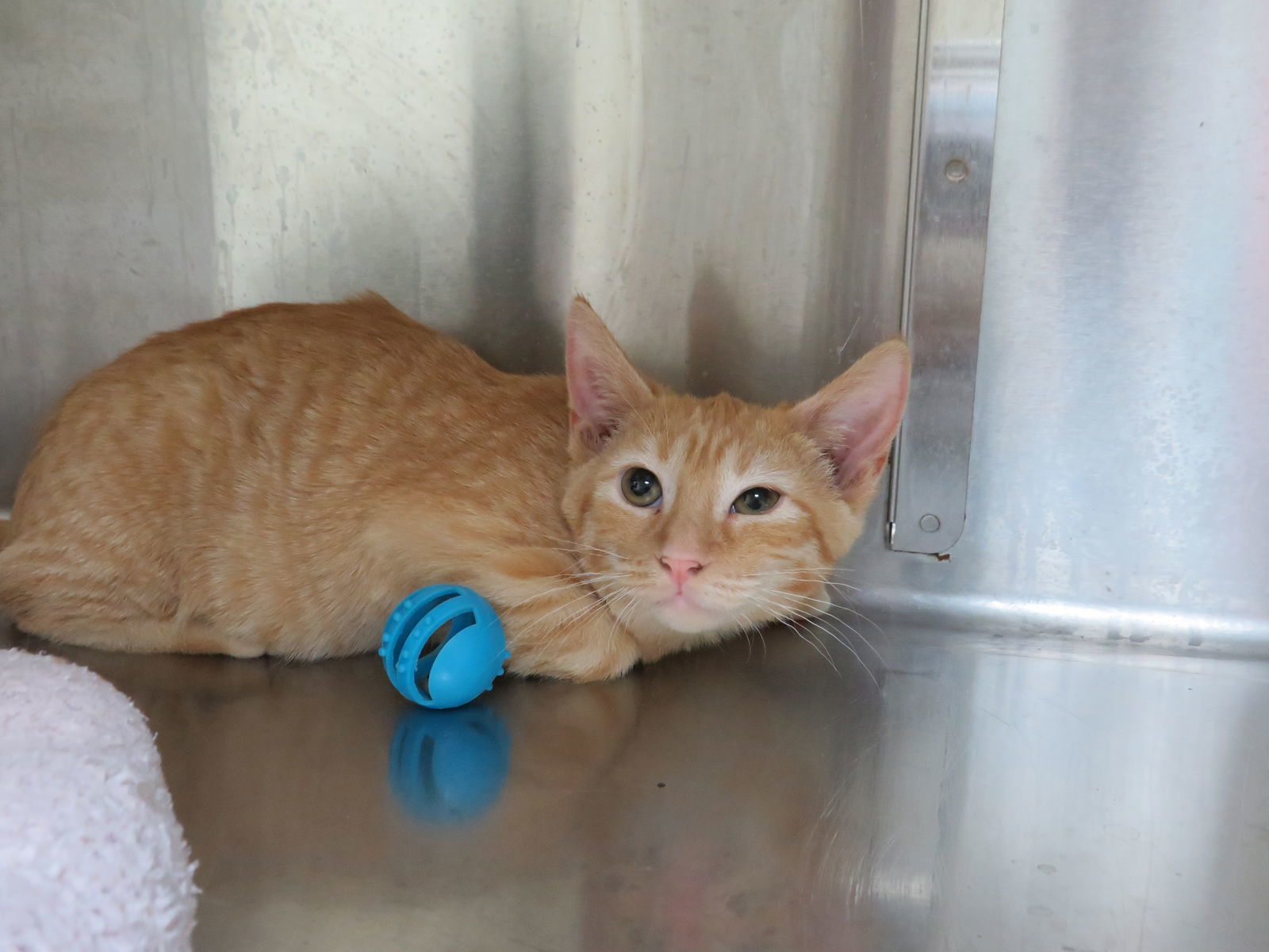 Aries, an adoptable Tiger, Domestic Short Hair in Austin, MN, 55912 | Photo Image 2