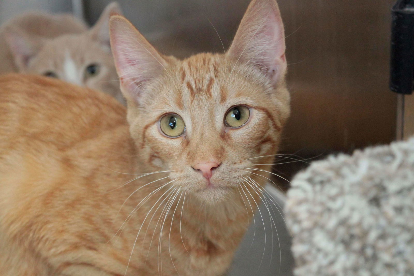 Aries, an adoptable Tiger, Domestic Short Hair in Austin, MN, 55912 | Photo Image 2