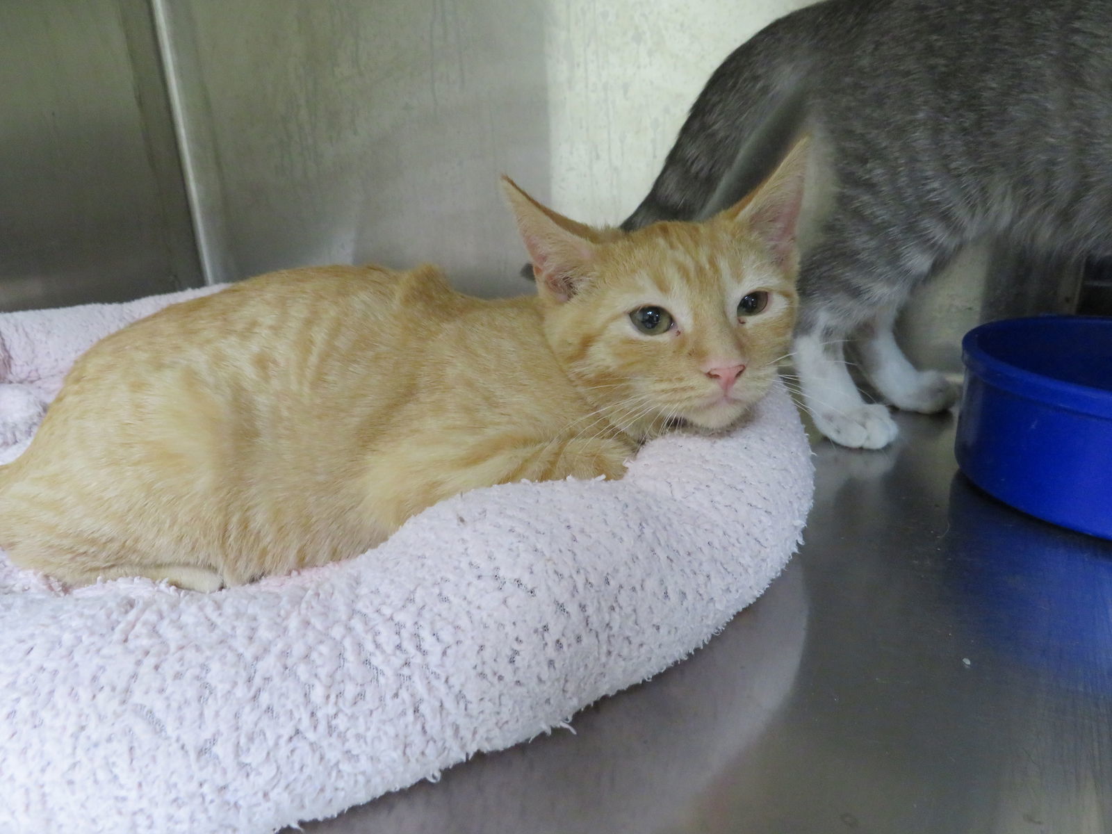 Aries, an adoptable Tiger, Domestic Short Hair in Austin, MN, 55912 | Photo Image 3