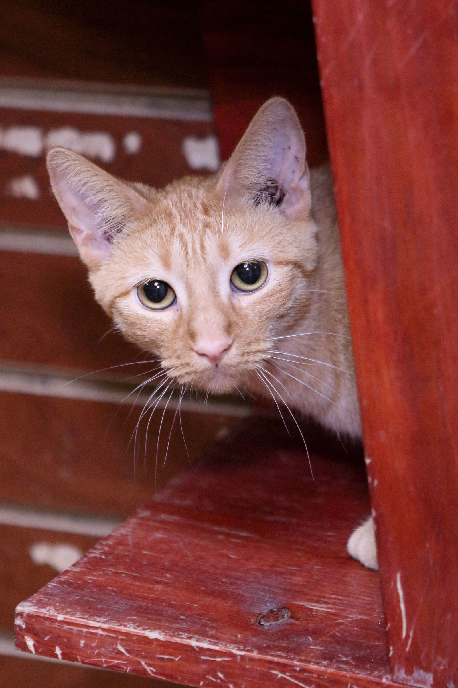 Aries, an adoptable Tiger, Domestic Short Hair in Austin, MN, 55912 | Photo Image 3