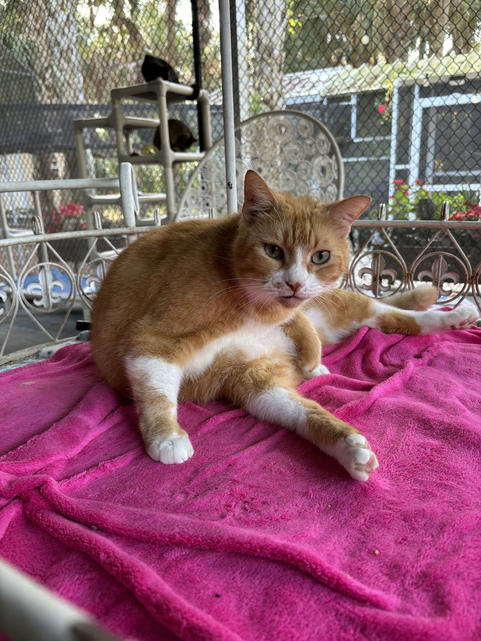 Bobby Flay, an adoptable Tabby in Naples, FL, 34116 | Photo Image 1
