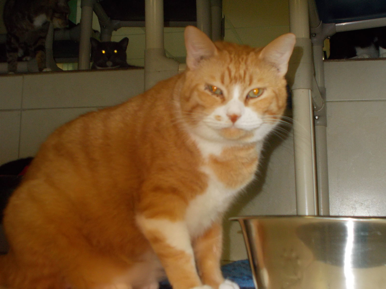 Bobby Flay, an adoptable Tabby in Naples, FL, 34116 | Photo Image 2
