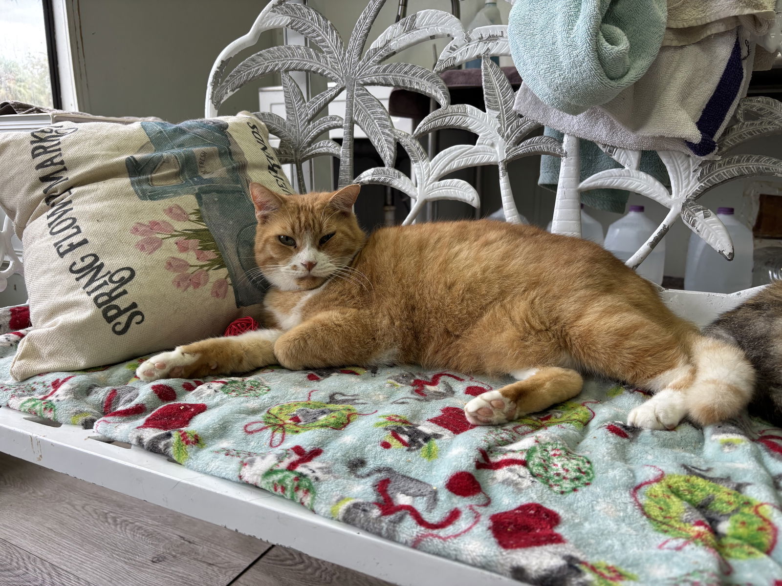 Bobby Flay, an adoptable Tabby in Naples, FL, 34116 | Photo Image 2