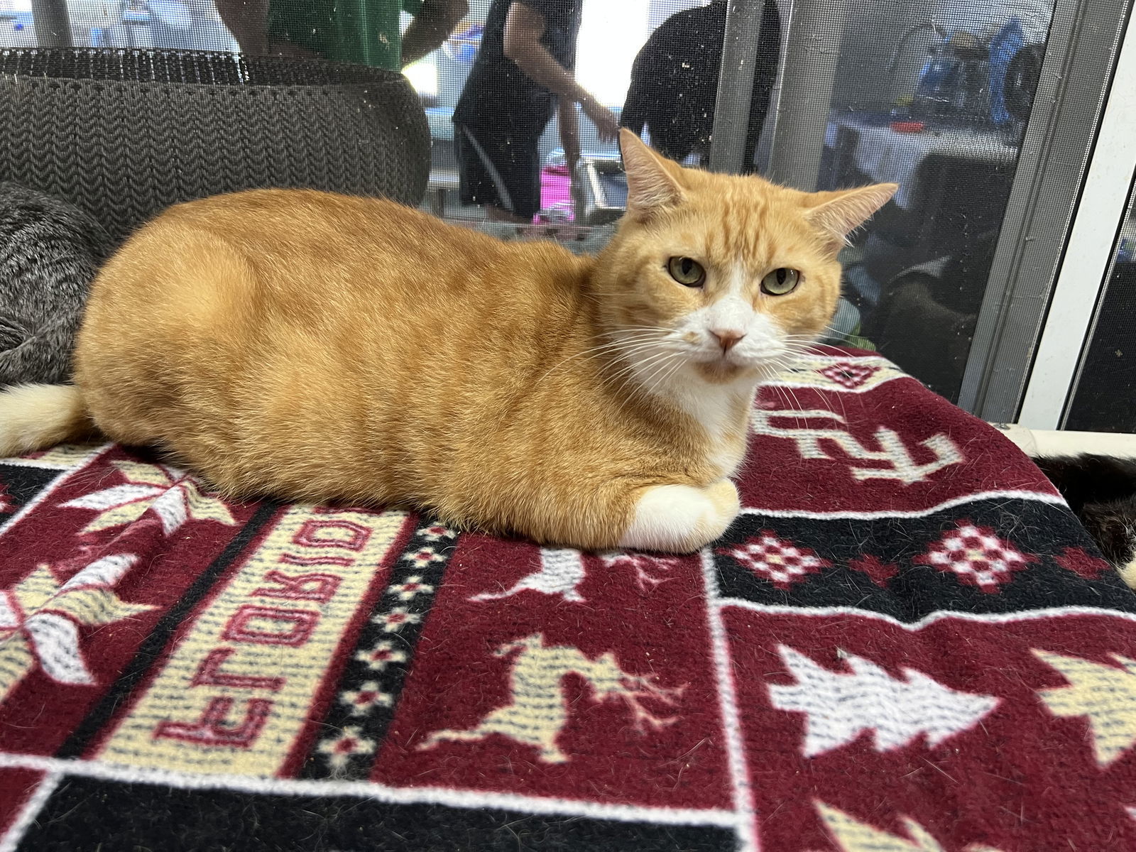 Bobby Flay, an adoptable Tabby in Naples, FL, 34116 | Photo Image 3