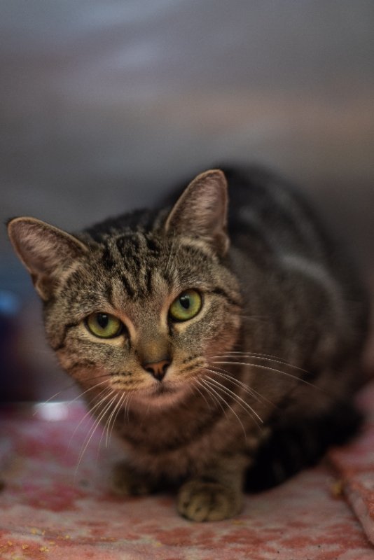 Chatty Cathy, an adoptable American Shorthair in Naples, FL_image-1