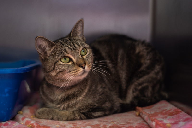 Chatty Cathy, an adoptable American Shorthair in Naples, FL, 34116 | Photo Image 2