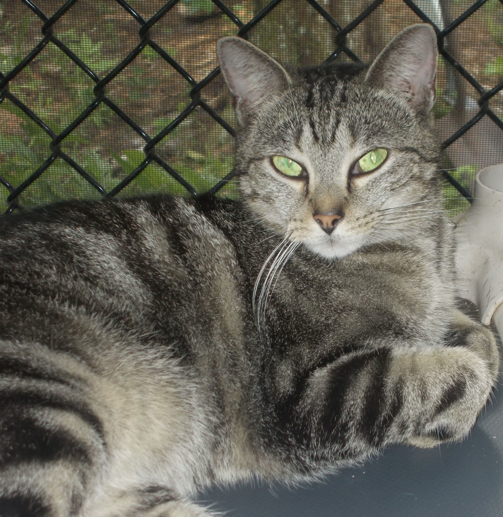 Chatty Cathy, an adoptable American Shorthair in Naples, FL, 34116 | Photo Image 3