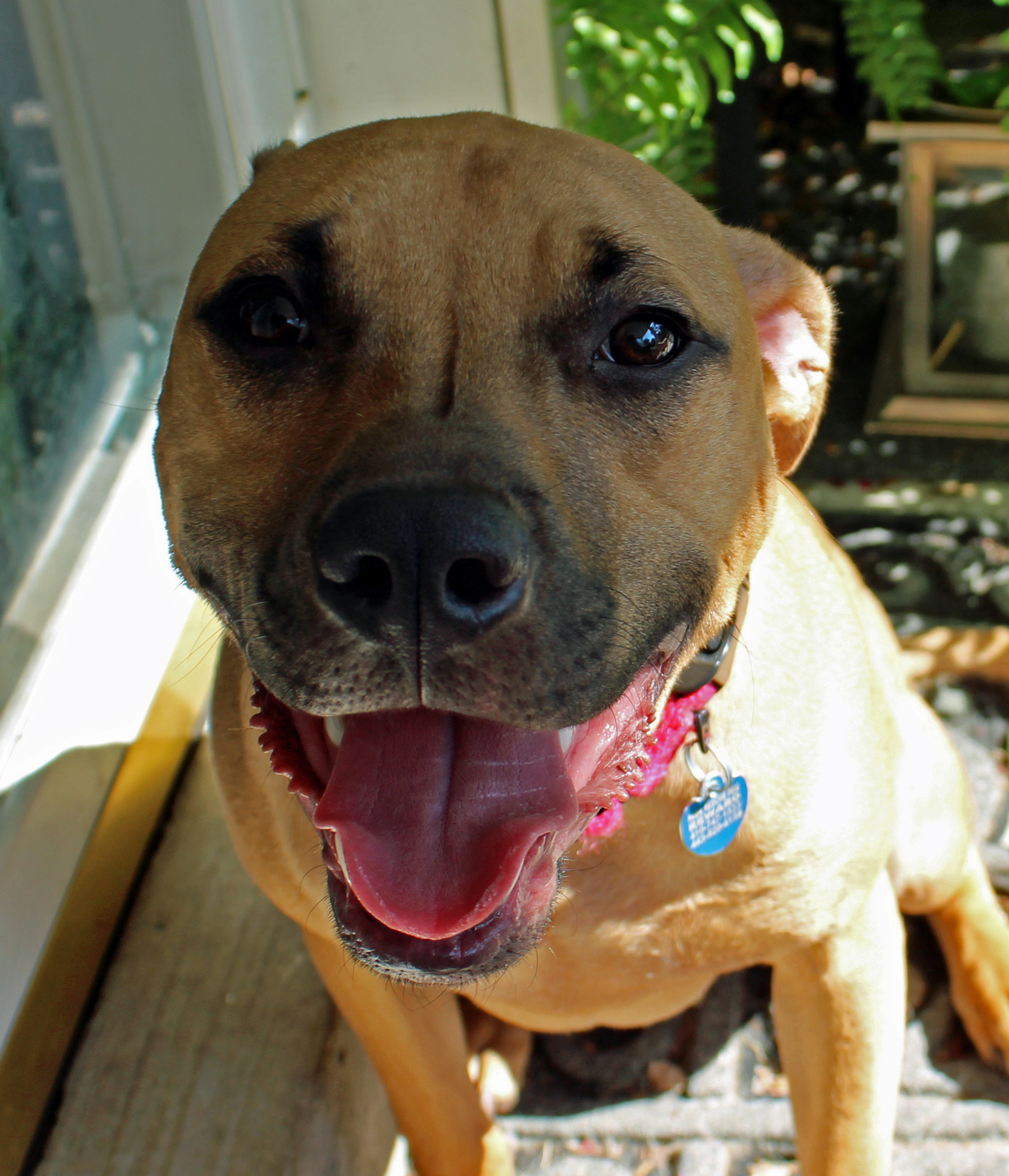 Dog For Adoption Parker A Beagle Boxer Mix In Baltimore Md Petfinder