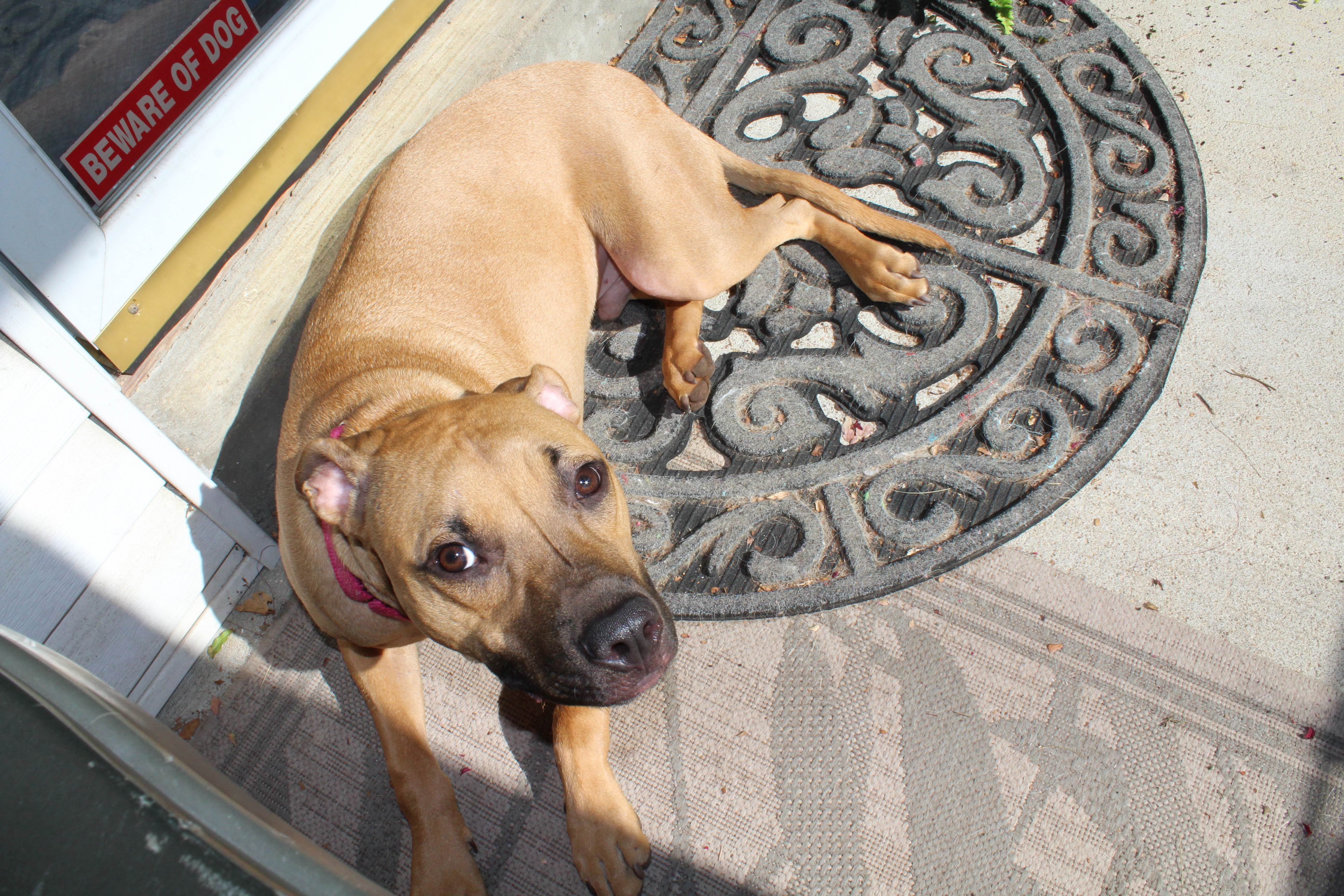 Needful Souls Dog Rescue Adopt Don T Shop