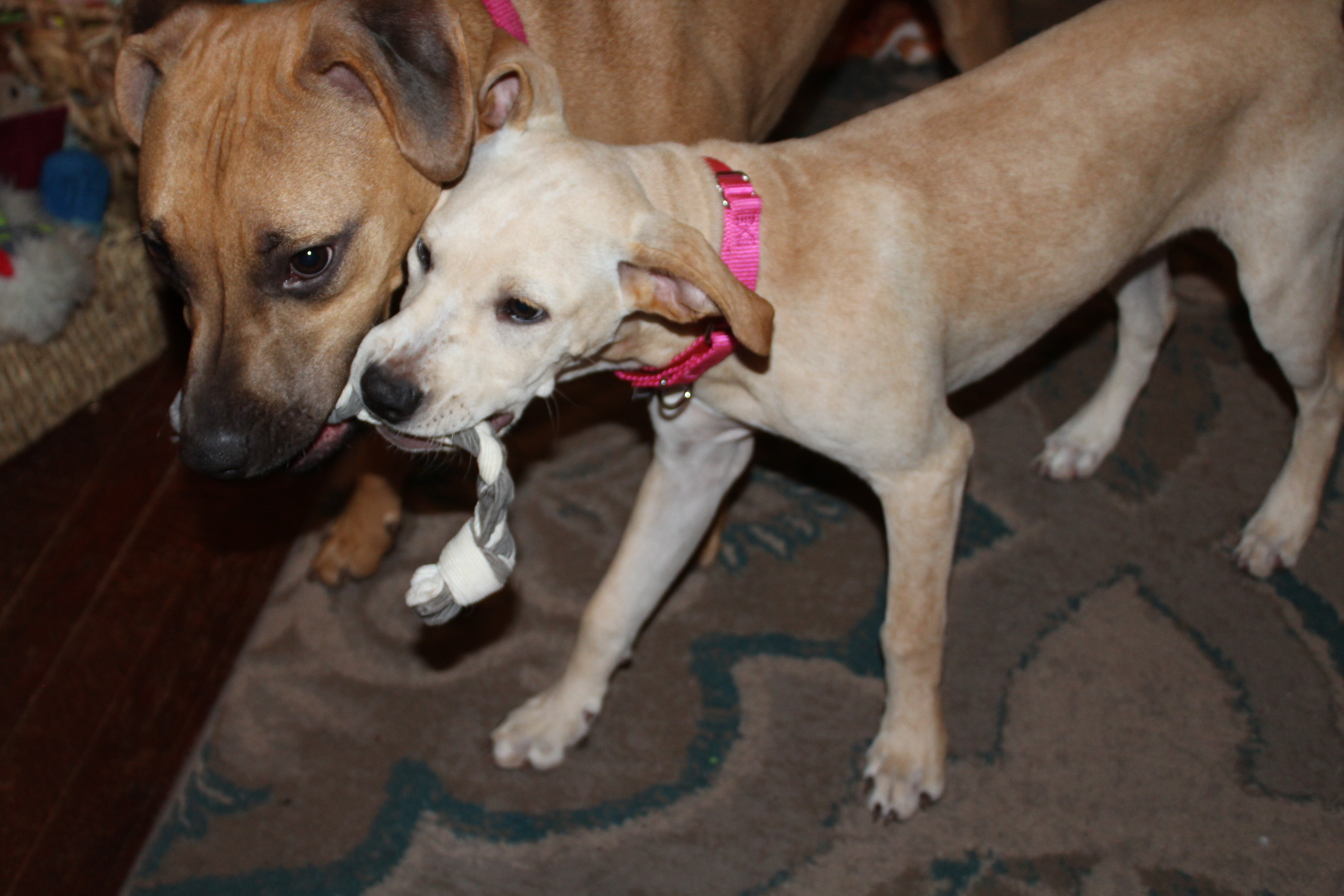 Needful Souls Dog Rescue Adopt Don T Shop