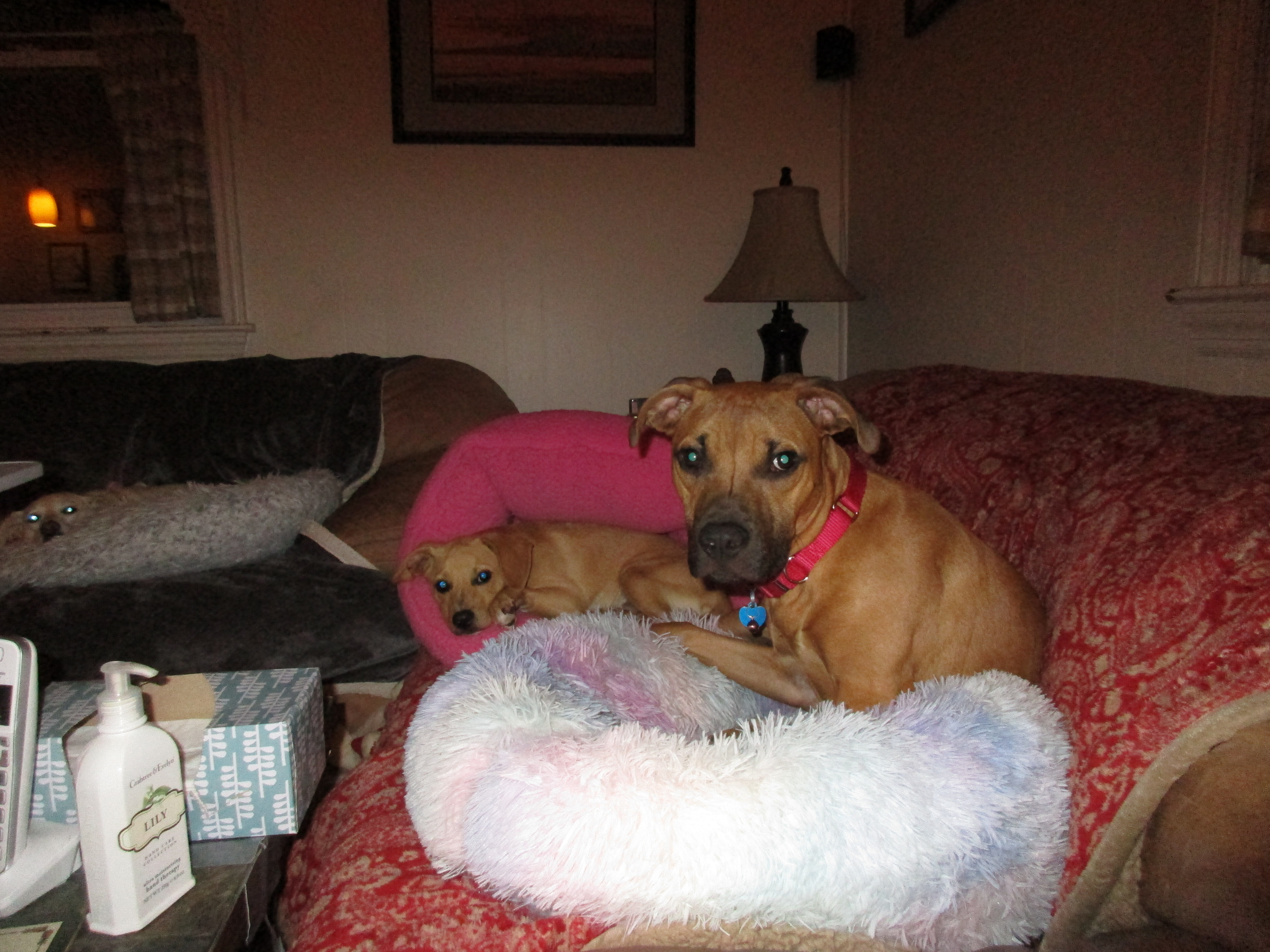 Needful Souls Dog Rescue Adopt Don T Shop