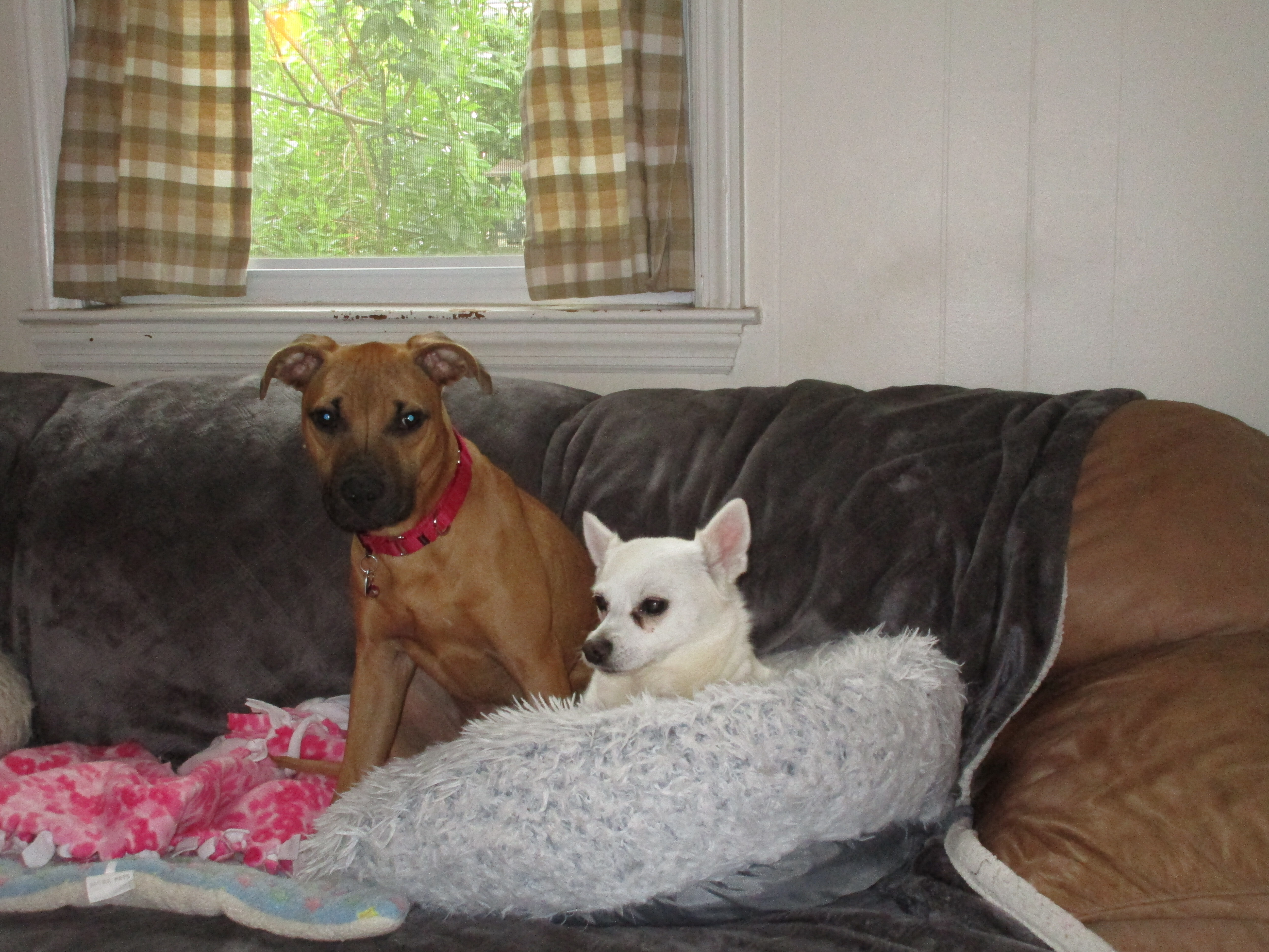 Needful Souls Dog Rescue Adopt Don T Shop