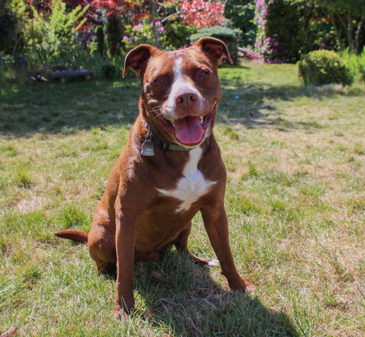 Bo - AVAILABLE, an adoptable Pit Bull Terrier & Labrador Retriever Mix in Seattle, WA_image-2