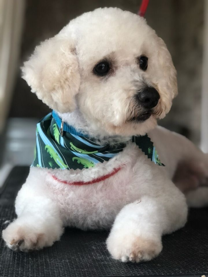 Snoopy, an adopted Poodle Mix in San Diego, CA_image-1