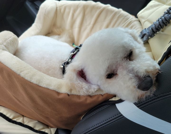 Snoopy, an adopted Poodle Mix in San Diego, CA_image-5