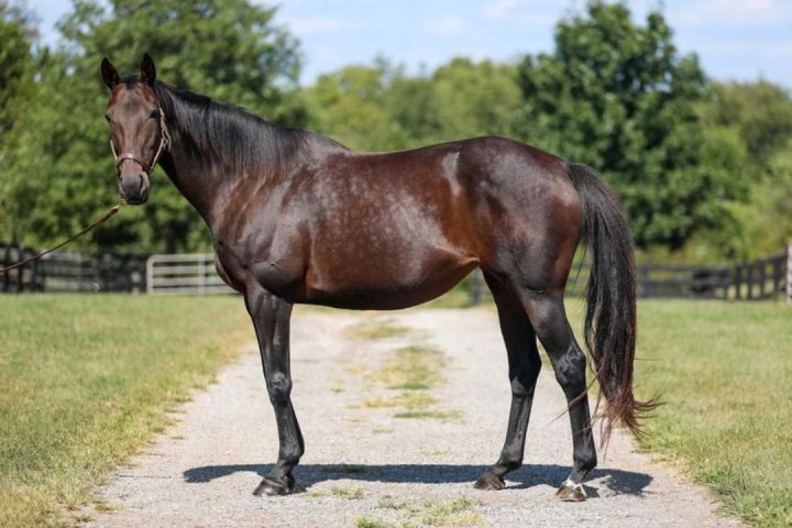 Emmy Lu Slew, an adoptable Thoroughbred in Nicholasville, KY_image-2