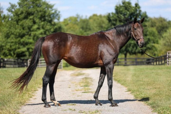 Emmy Lu Slew, an adoptable Thoroughbred in Nicholasville, KY_image-3