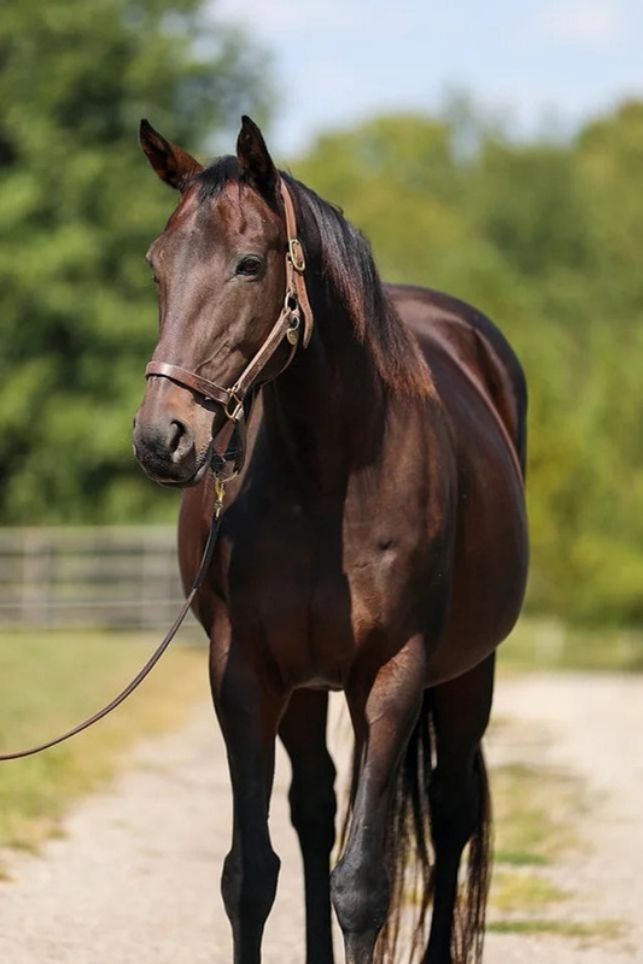 Emmy Lu Slew, an adoptable Thoroughbred in Nicholasville, KY_image-1
