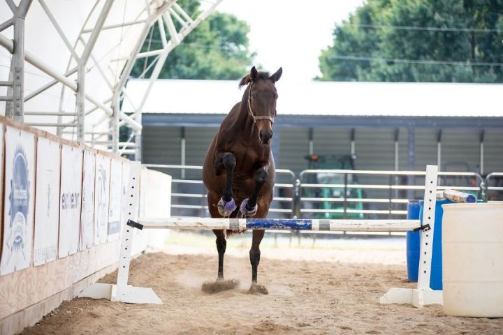 Emmy Lu Slew, an adoptable Thoroughbred in Nicholasville, KY_image-6