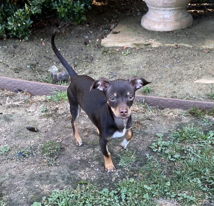 Donnie, an adopted Chihuahua & Dachshund Mix in San Diego, CA_image-5