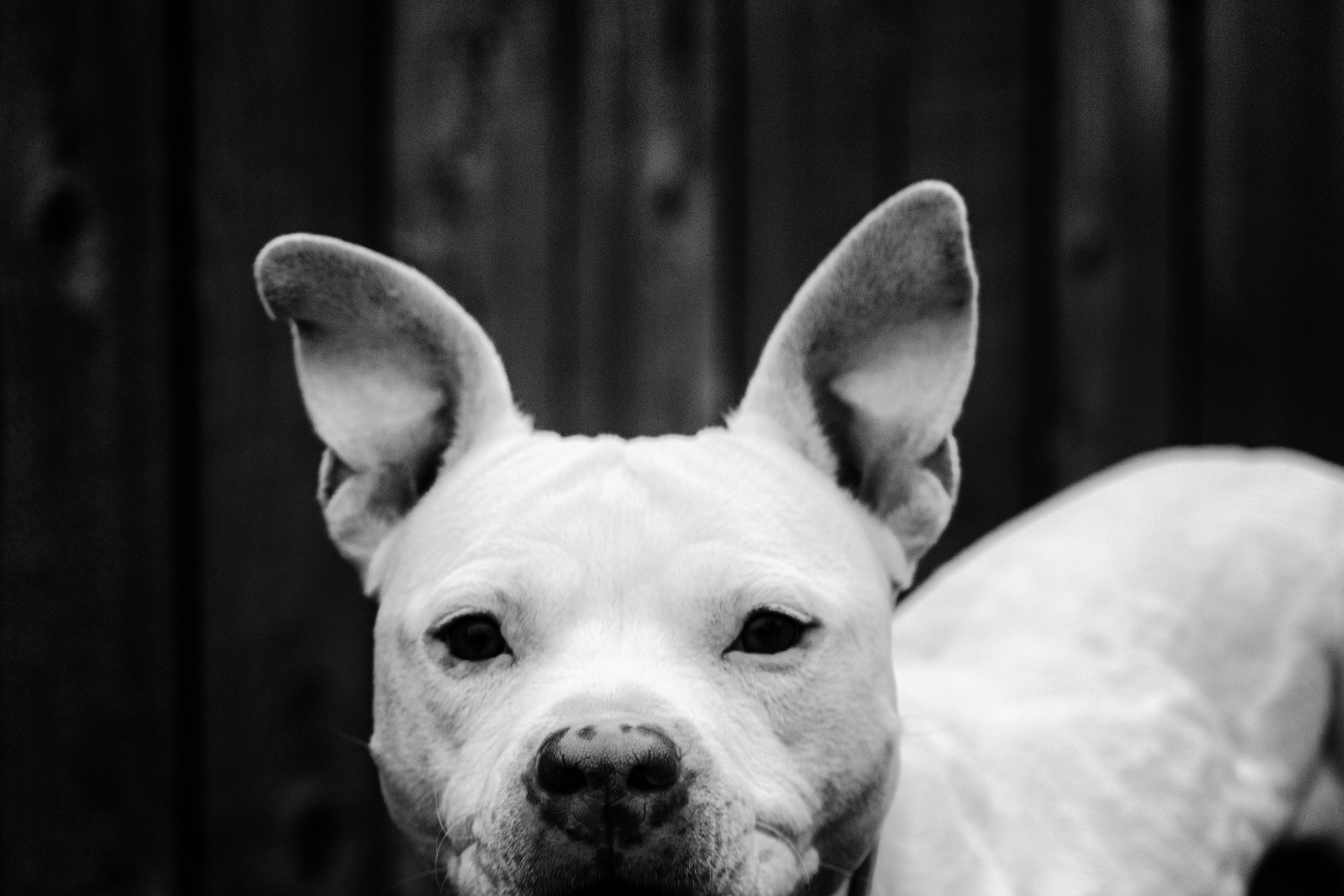 Olaf, an adoptable American Staffordshire Terrier in Madison, WI, 53704 | Photo Image 2