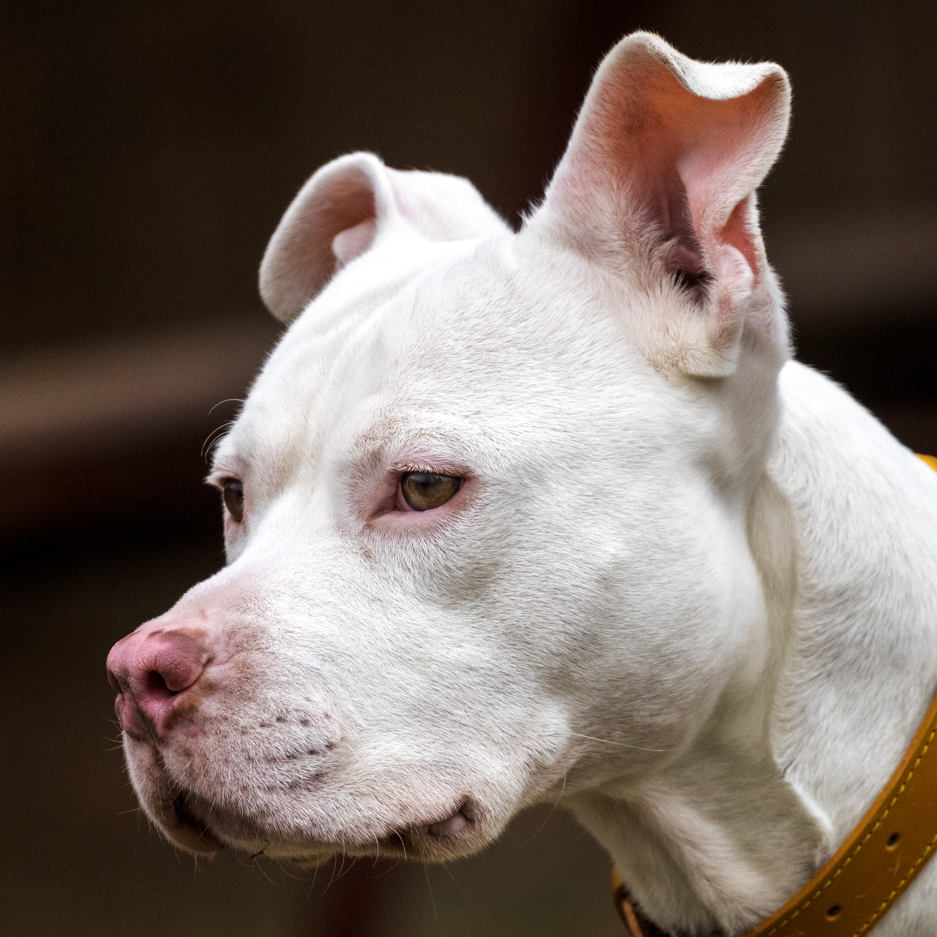 Olaf, an adoptable American Staffordshire Terrier in Madison, WI, 53704 | Photo Image 3