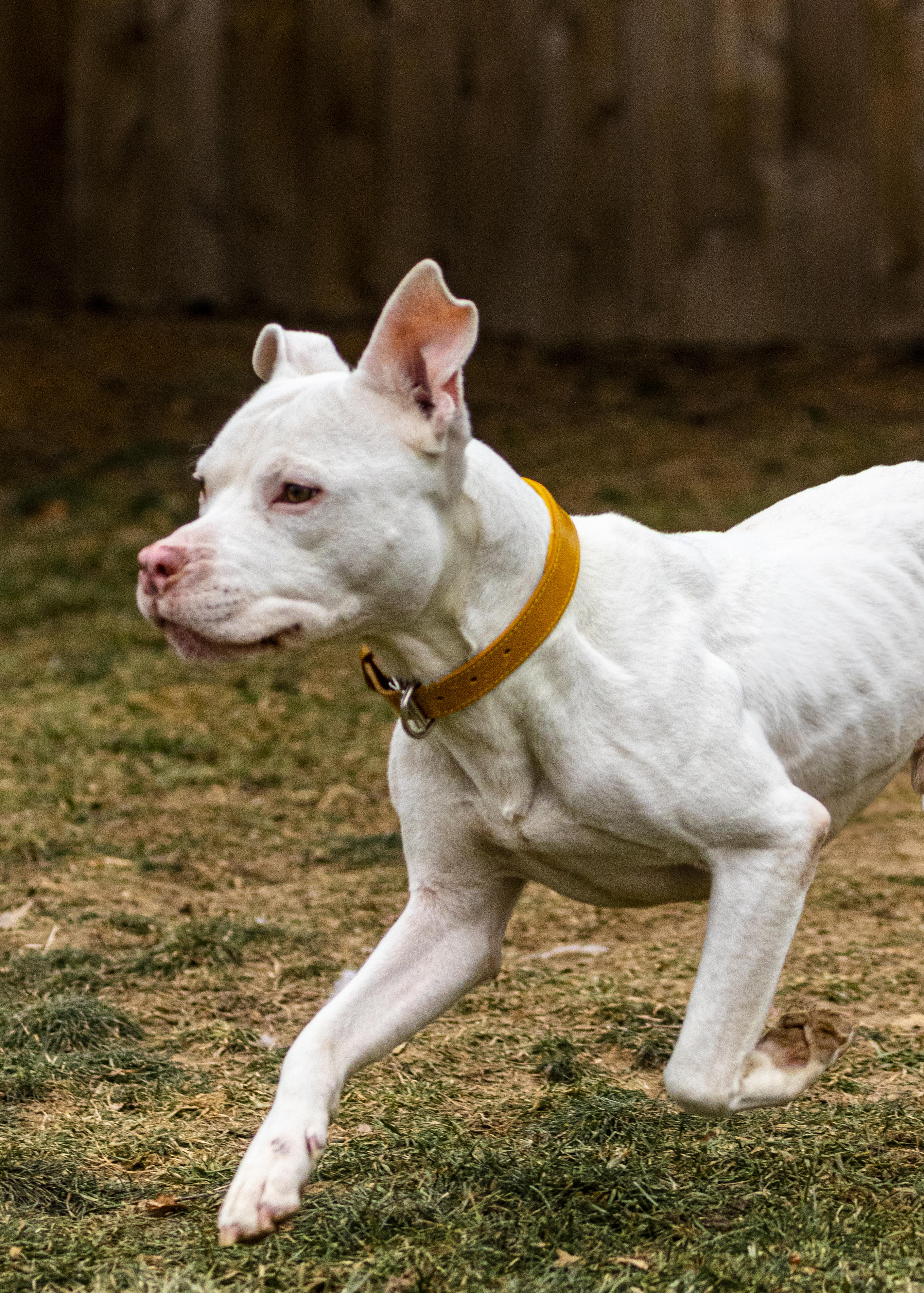 Olaf, an adoptable American Staffordshire Terrier in Madison, WI, 53704 | Photo Image 4