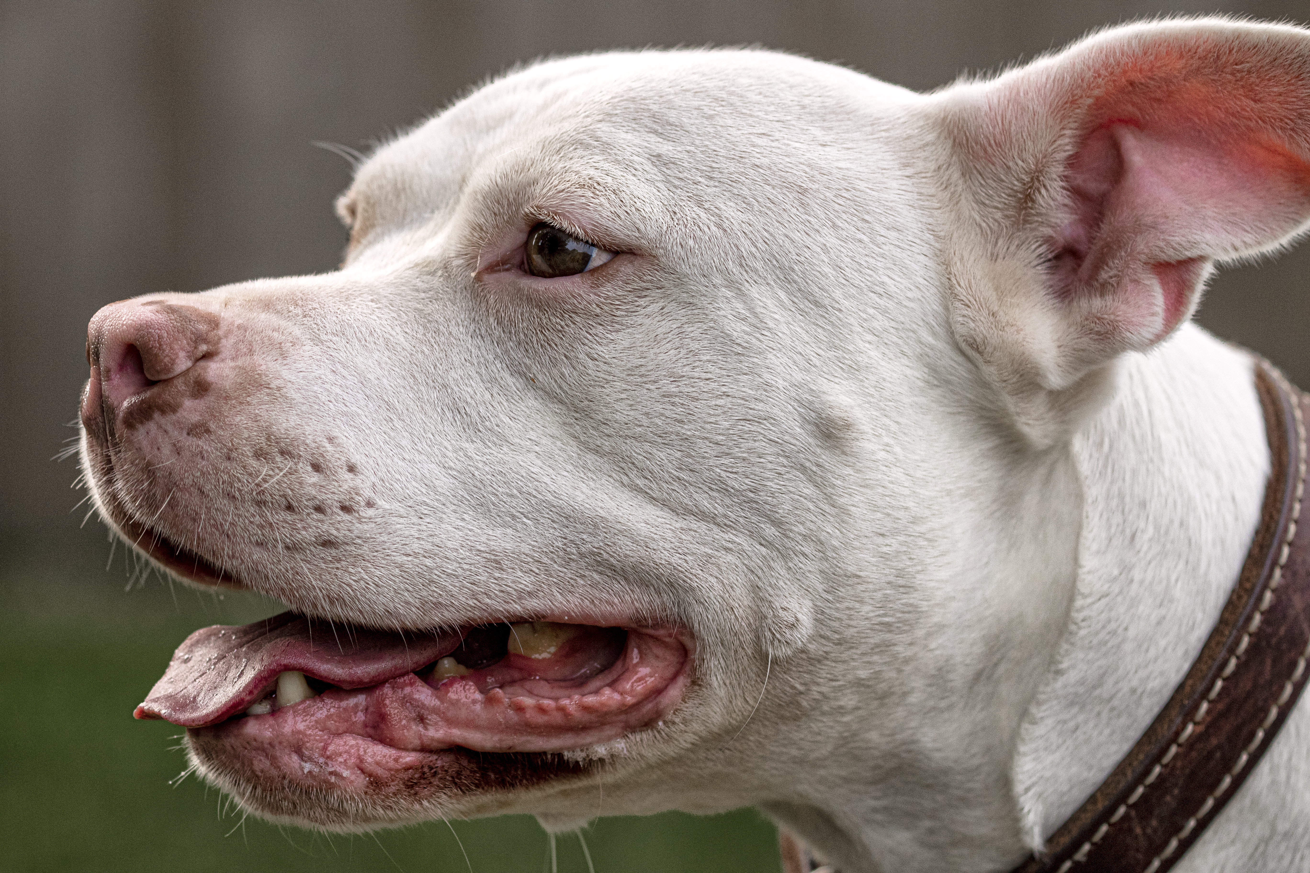 Olaf, an adoptable American Staffordshire Terrier in Madison, WI, 53704 | Photo Image 1