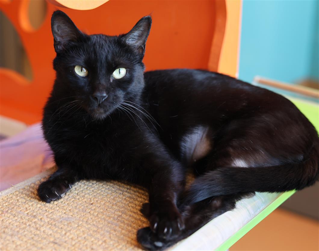 Coraline, an adoptable Domestic Short Hair in Phoenix, AZ, 85086 | Photo Image 1