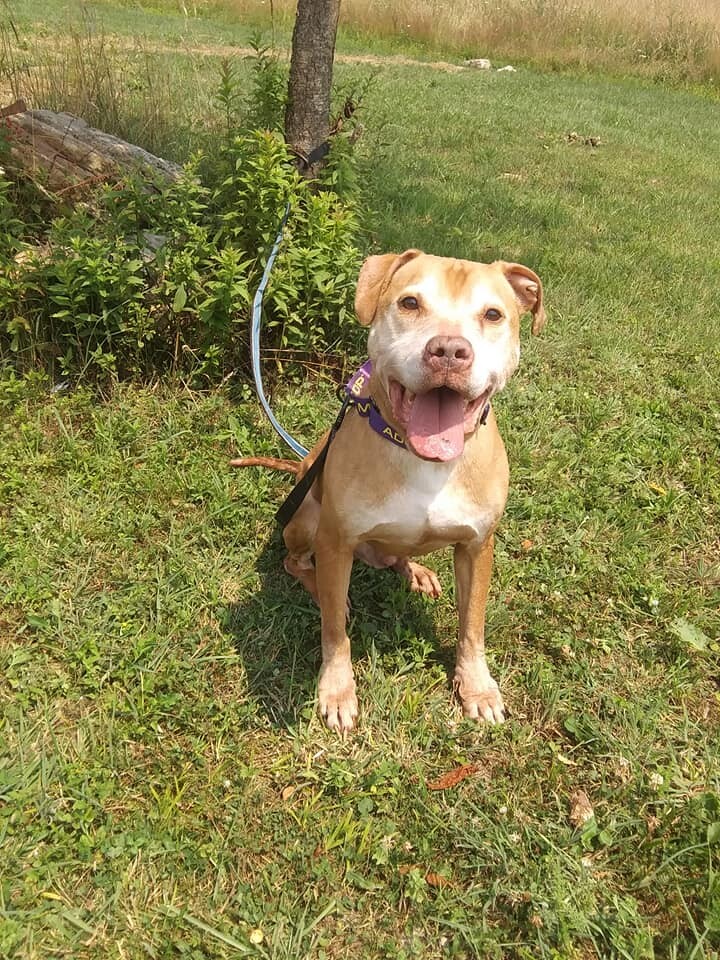 Coney, an adoptable Pit Bull Terrier, American Bully in Stuarts Draft, VA, 24477 | Photo Image 1
