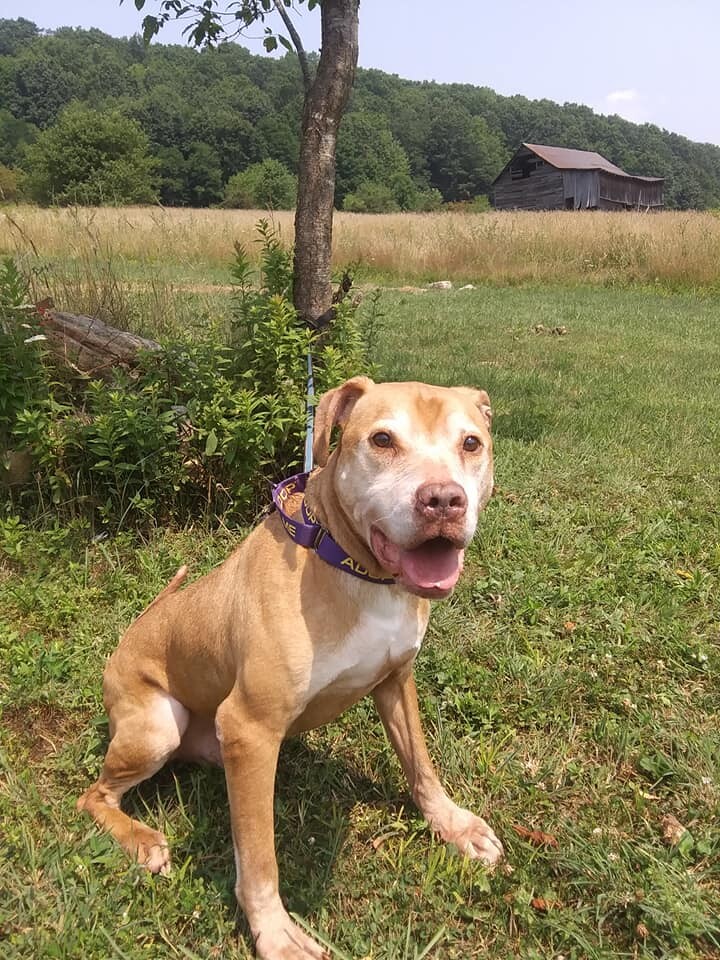 Coney, an adoptable Pit Bull Terrier, American Bully in Stuarts Draft, VA, 24477 | Photo Image 2