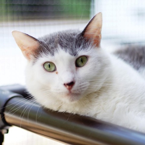 Libby, an adoptable Domestic Short Hair in Cumming, GA, 30040 | Photo Image 1