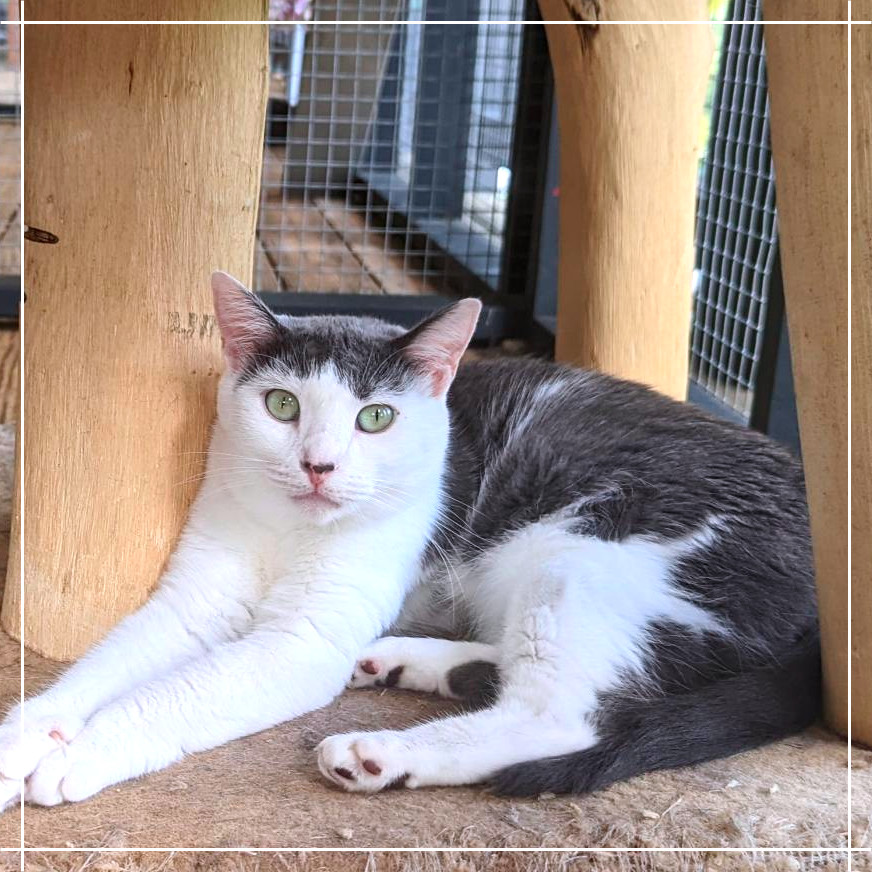 Libby, an adoptable Domestic Short Hair in Cumming, GA, 30040 | Photo Image 1