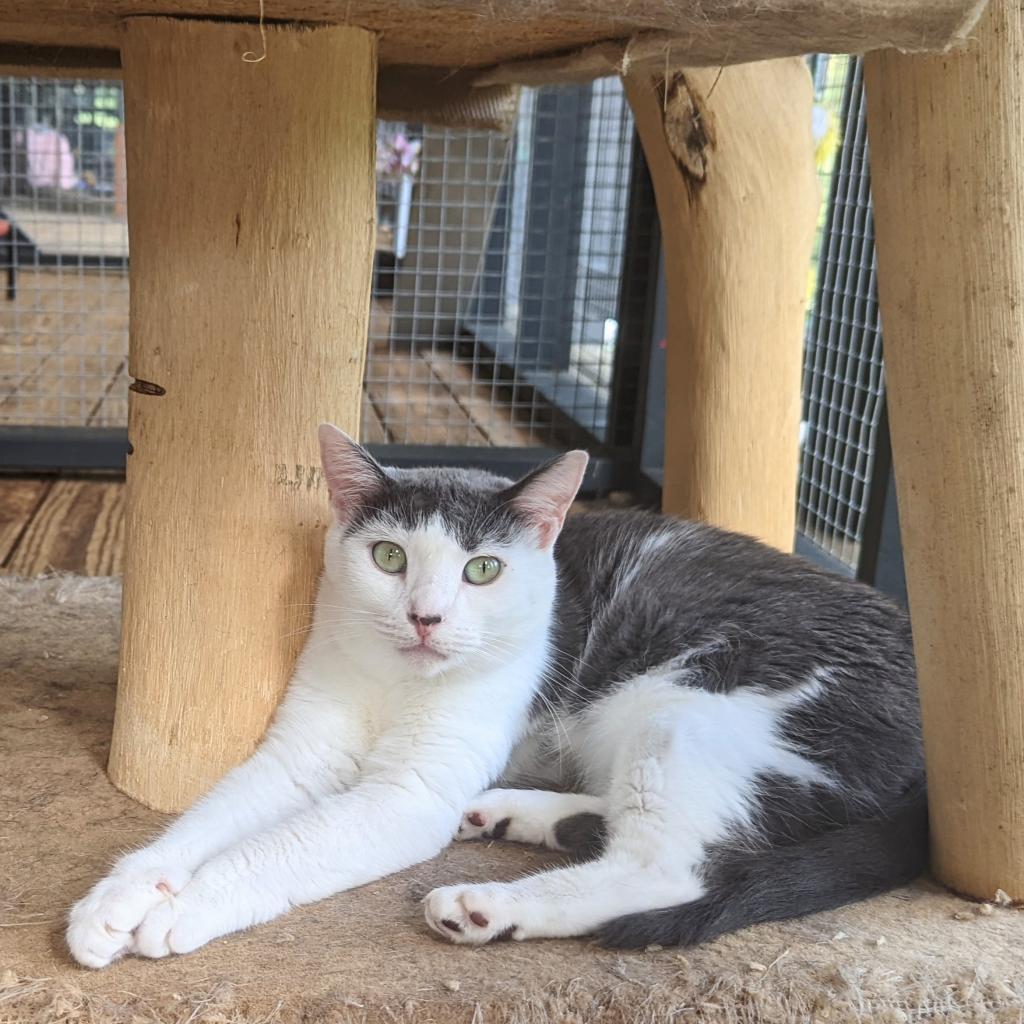 Libby, an adoptable Domestic Short Hair in Cumming, GA, 30040 | Photo Image 2