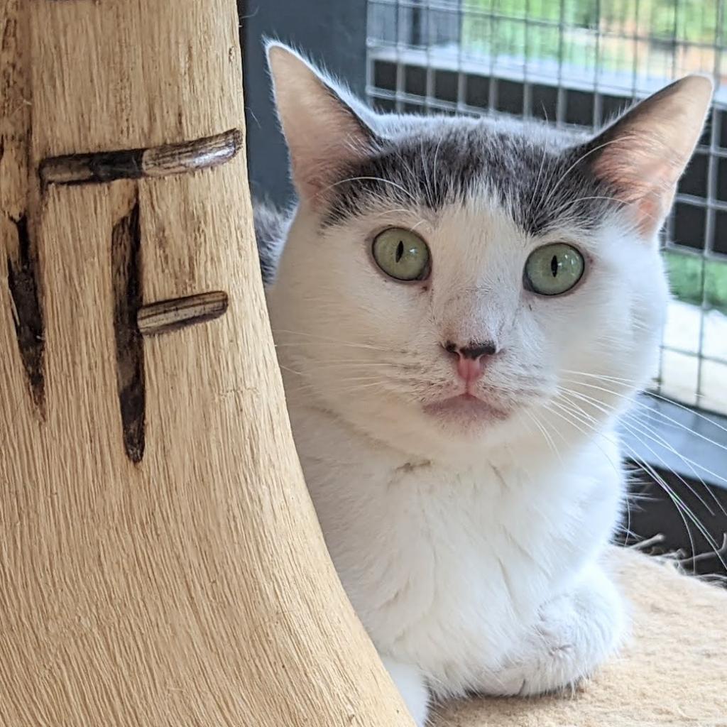 Libby, an adoptable Domestic Short Hair in Cumming, GA, 30040 | Photo Image 2