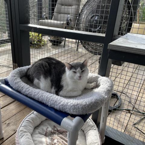 Libby, an adoptable Domestic Short Hair in Cumming, GA, 30040 | Photo Image 3