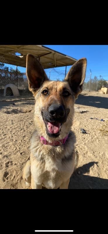 Miss Sam, an adoptable German Shepherd Dog Mix in Mojave, CA_image-3