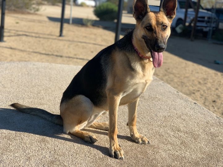 Miss Sam, an adoptable German Shepherd Dog Mix in Mojave, CA_image-5