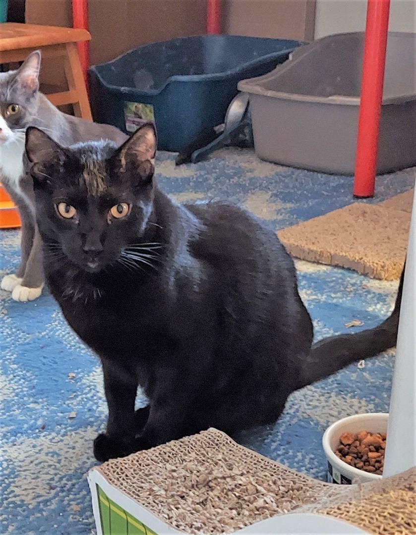 DANDELION, an adoptable Domestic Short Hair in Aurora, CO, 80014 | Photo Image 2