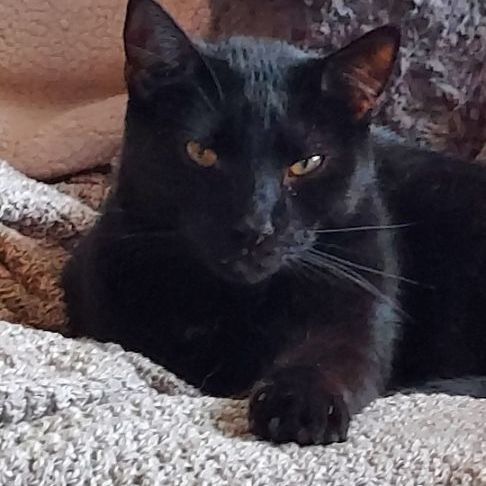 DANDELION, an adoptable Domestic Short Hair in Aurora, CO, 80014 | Photo Image 1