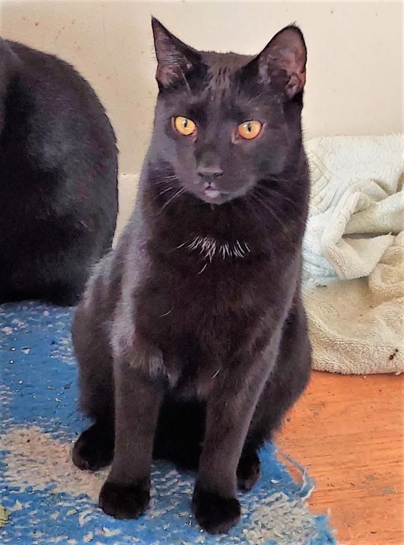 DANDELION, an adoptable Domestic Short Hair in Aurora, CO, 80014 | Photo Image 3