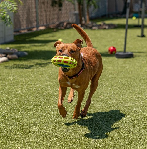 Dog for adoption Missy In Foster a Mixed Breed in Santa Cruz