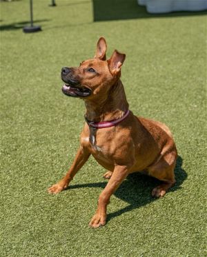 Dog for adoption Missy In Foster a Mixed Breed in Santa Cruz