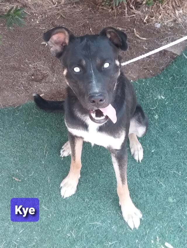 Kye aka Storm, an adoptable Shepherd in Las Vegas, NV, 89136 | Photo Image 3