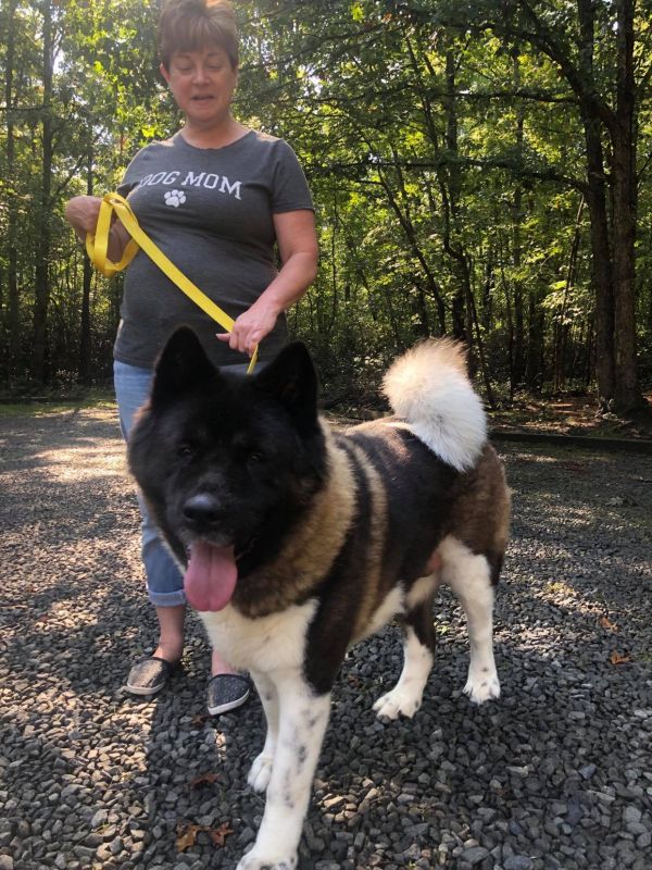 Available - Big East Akita Rescue