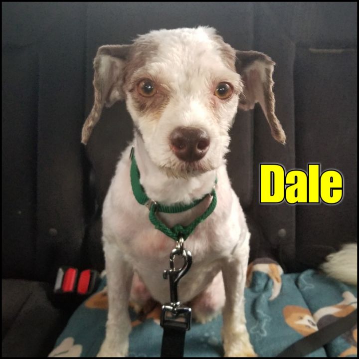 Dale, an adoptable Cocker Spaniel & Poodle Mix in Bayside, NY_image-1